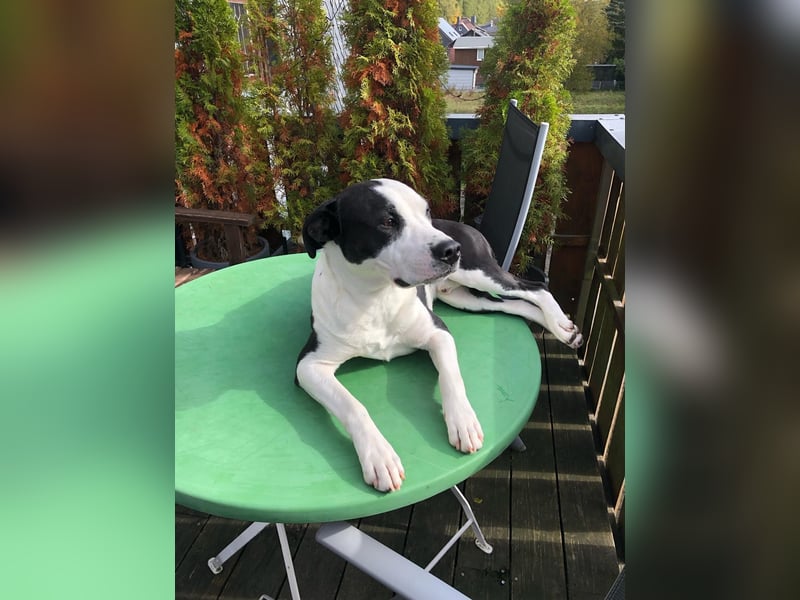 Junghund sucht neues Zuhause