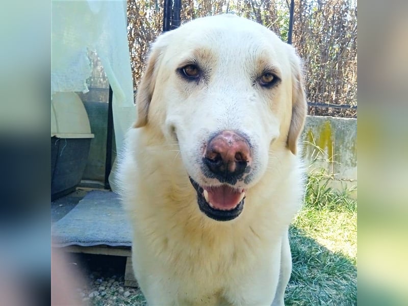 Karl - Schäferhund-Mischling - reserviert