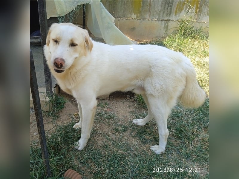 Karl - Schäferhund-Mischling - reserviert
