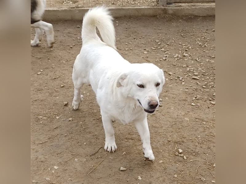Max- Mischling-  sucht ein Zuhause/eine Pflegestelle