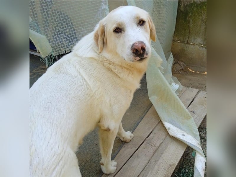 Karl - Schäferhund-Mischling - reserviert