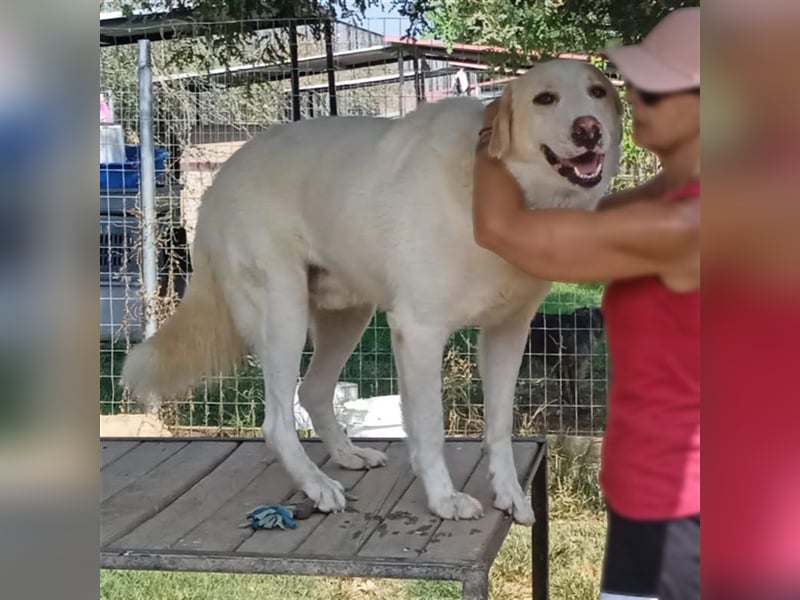 Karl - Schäferhund-Mischling - reserviert