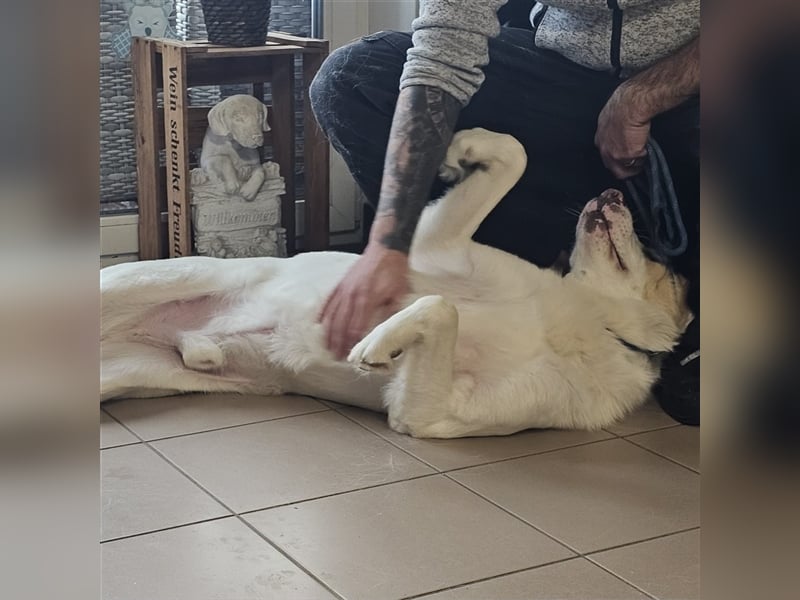 Karl - Schäferhund-Mischling - reserviert