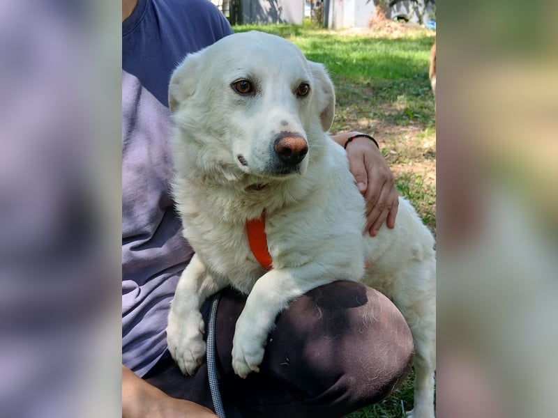 Max- Mischling-  sucht ein Zuhause/eine Pflegestelle