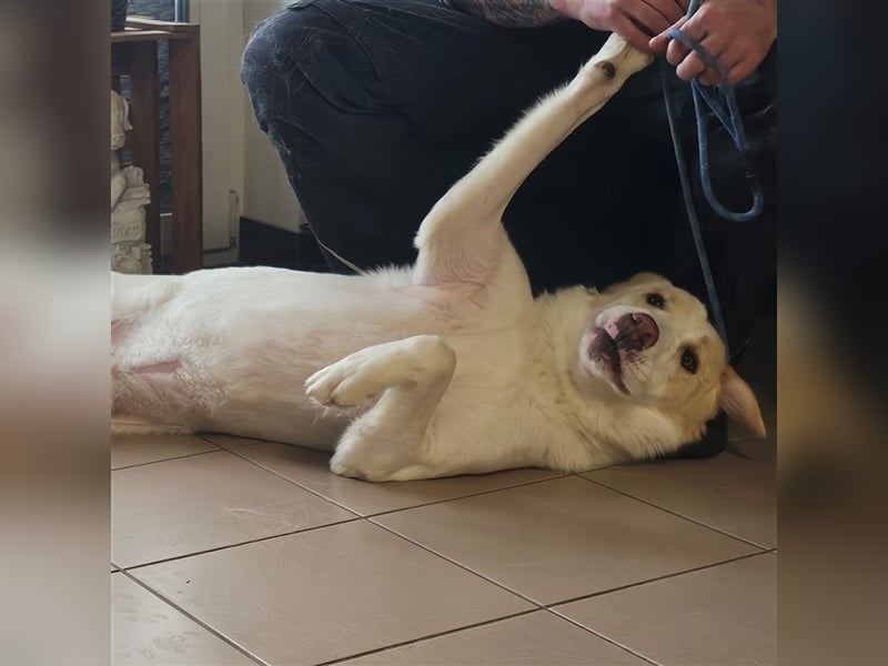 Karl - Schäferhund-Mischling - reserviert