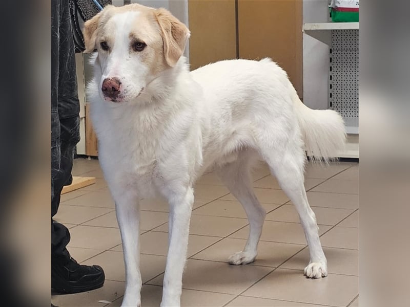 Karl - Schäferhund-Mischling - reserviert