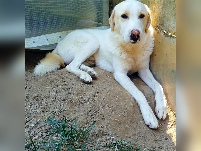 Karl - Schäferhund-Mischling - reserviert