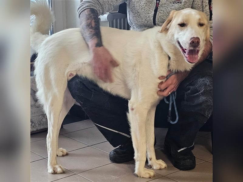 Karl - Schäferhund-Mischling - reserviert