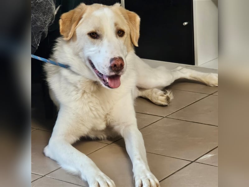Karl - Schäferhund-Mischling - reserviert