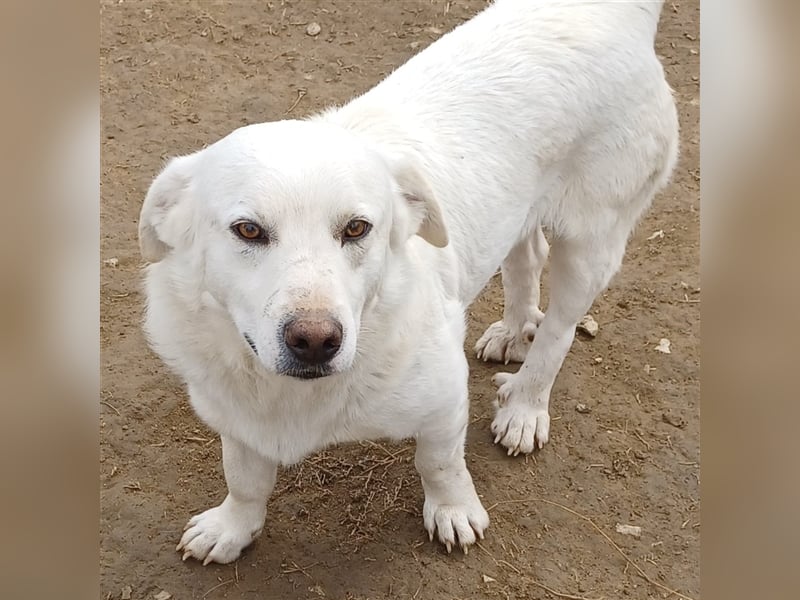 Max- Mischling-  sucht ein Zuhause/eine Pflegestelle