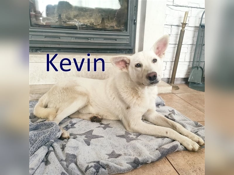 KEVIN ❤ EILIG!!! sucht: Zuhause oder Pflegestelle
