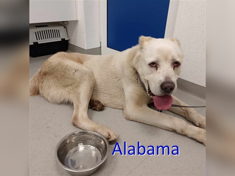 ALABAMA ❤ sucht Zuhause oder Pflegestelle