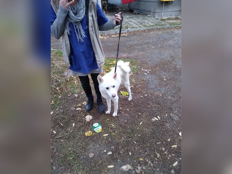 BOOMER ❤  sucht Zuhause oder Pflegestelle