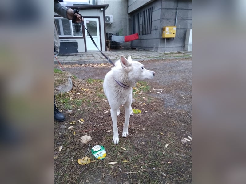 BOOMER ❤  sucht Zuhause oder Pflegestelle