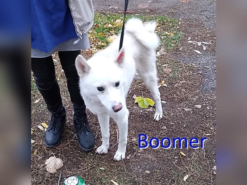BOOMER ❤  sucht Zuhause oder Pflegestelle