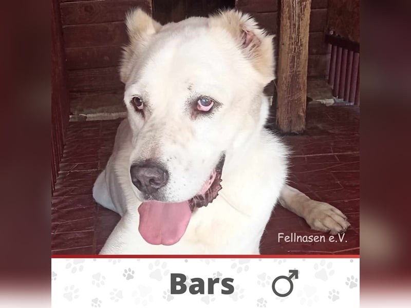BARS ❤  sucht Zuhause oder Pflegestelle