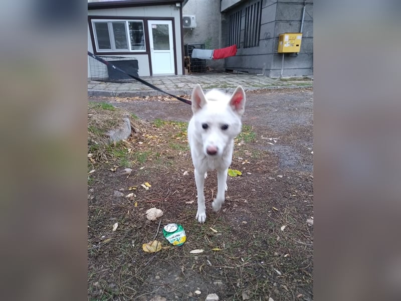 BOOMER ❤  sucht Zuhause oder Pflegestelle
