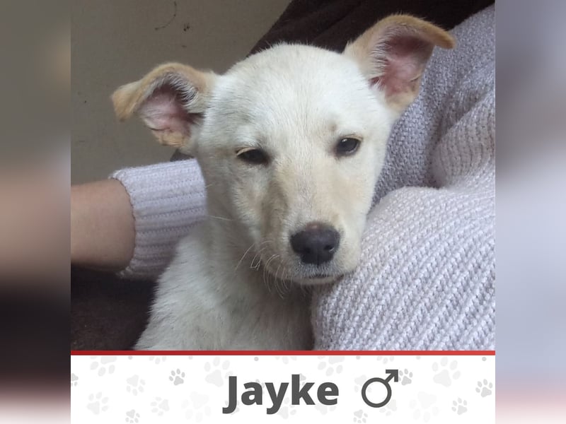 JAYKE ❤  sucht Zuhause oder Pflegestelle