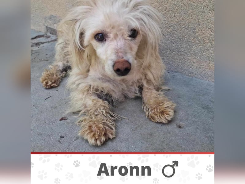 ARONN ❤️  wartet in 27624 Geestland auf Dich