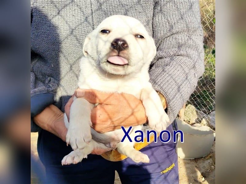 XANON ❤ sucht Zuhause oder Pflegestelle