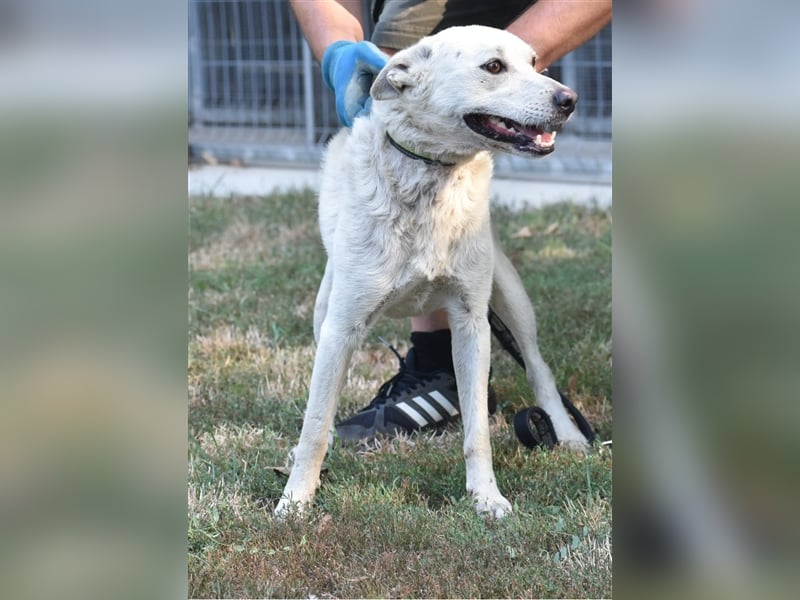„Henry“ hat sein Zuhause verloren da Herrchen verstarb. Er kommt nur sehr schwer im Tierheim zurecht