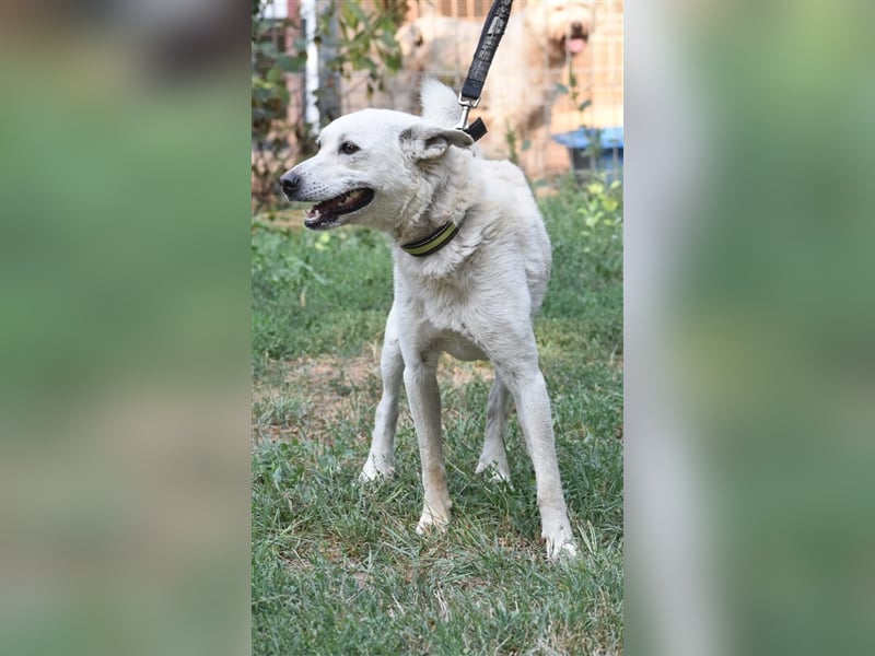 „Henry“ hat sein Zuhause verloren da Herrchen verstarb. Er kommt nur sehr schwer im Tierheim zurecht