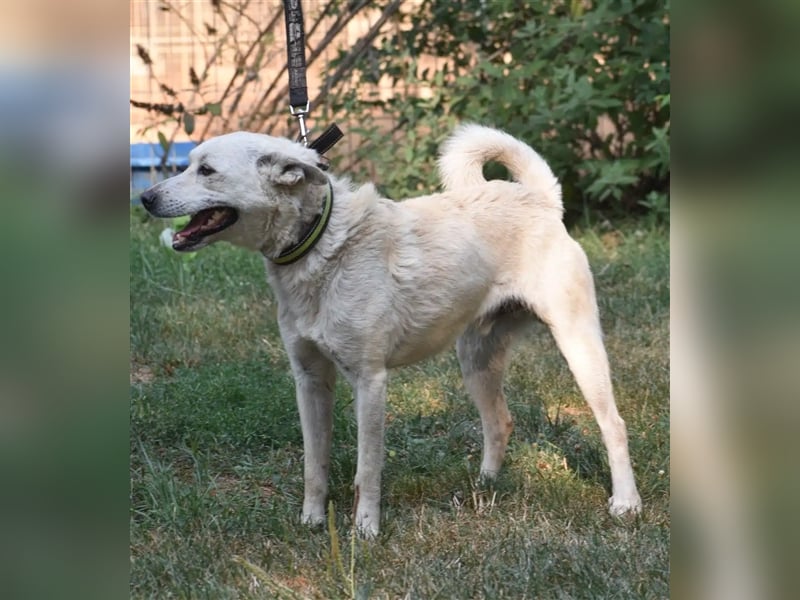 „Henry“ hat sein Zuhause verloren da Herrchen verstarb. Er kommt nur sehr schwer im Tierheim zurecht