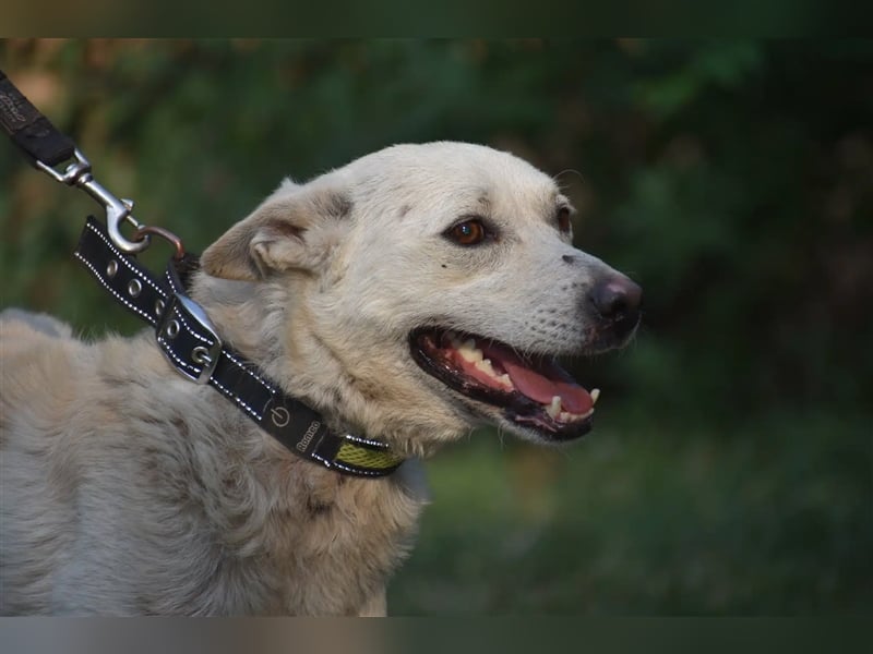 „Henry“ hat sein Zuhause verloren da Herrchen verstarb. Er kommt nur sehr schwer im Tierheim zurecht