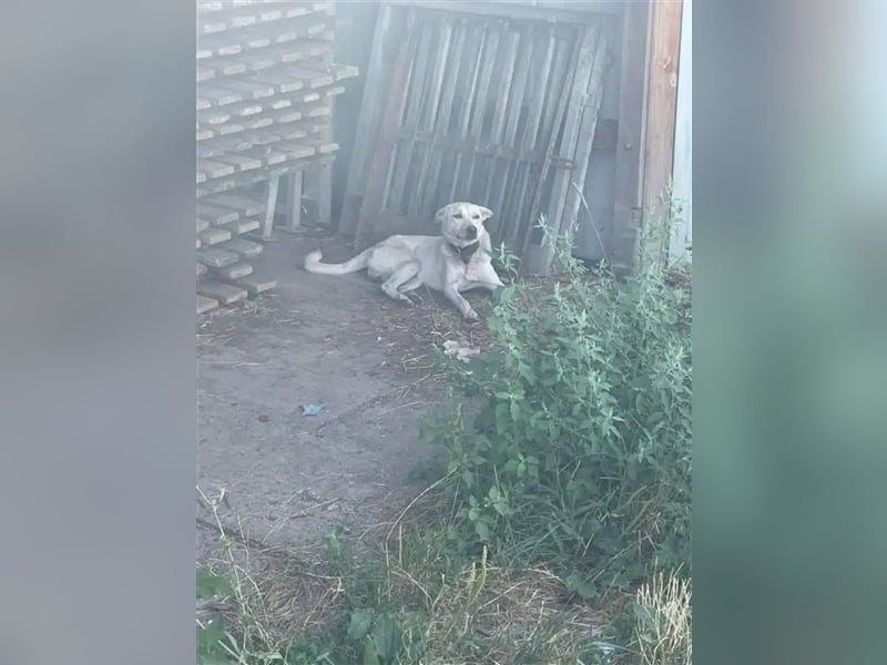 „Henry“ hat sein Zuhause verloren da Herrchen verstarb. Er kommt nur sehr schwer im Tierheim zurecht