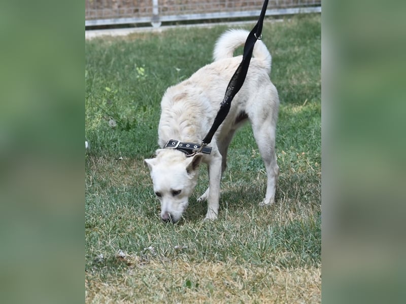„Henry“ hat sein Zuhause verloren da Herrchen verstarb. Er kommt nur sehr schwer im Tierheim zurecht
