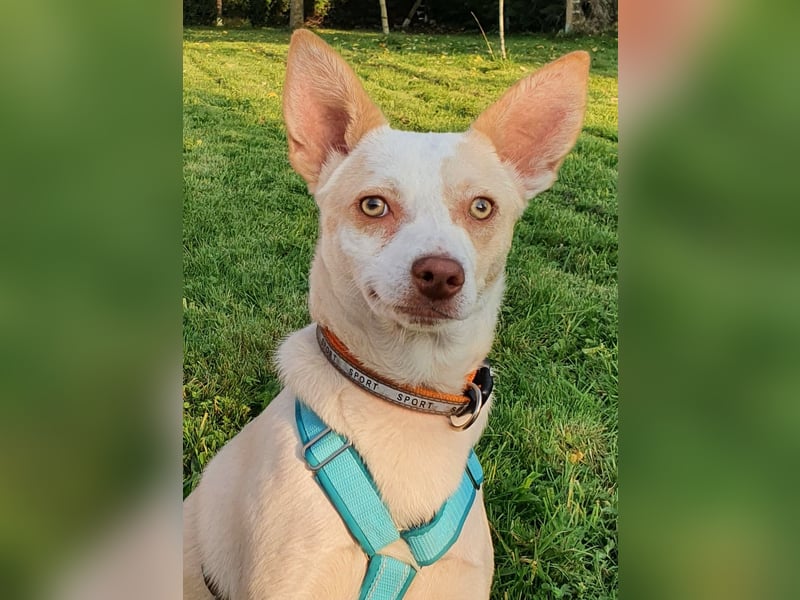 Rubio ein kleiner Schatz sucht ein neues Heim