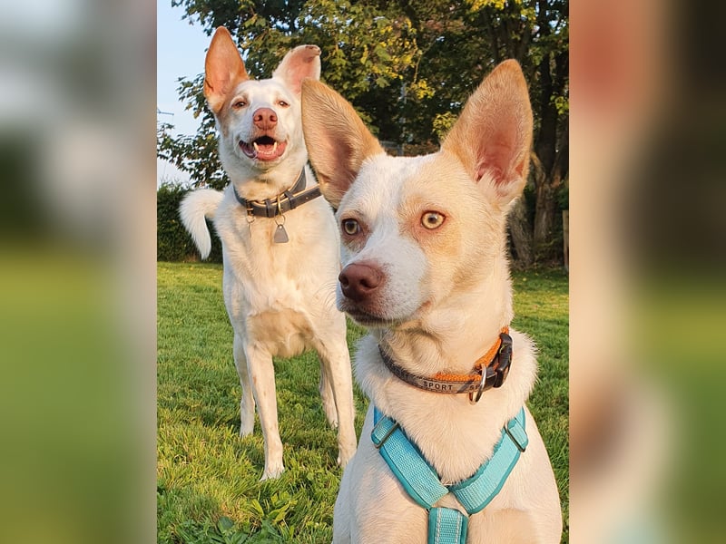 Rubio ein kleiner Schatz sucht ein neues Heim