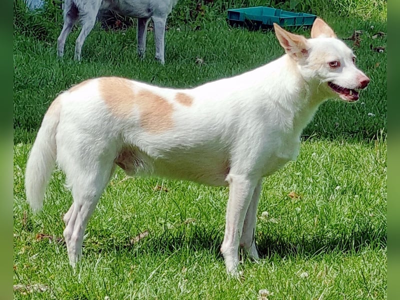 Rubio ein kleiner Schatz sucht ein neues Heim