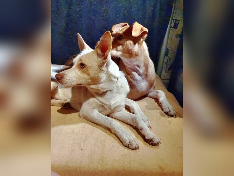 Rubio ein kleiner Schatz sucht ein neues Heim