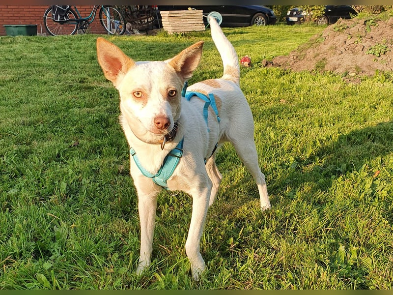 Rubio ein kleiner Schatz sucht ein neues Heim