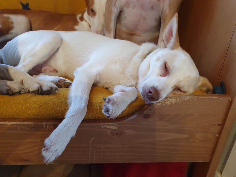 Rubio ein kleiner Schatz sucht ein neues Heim