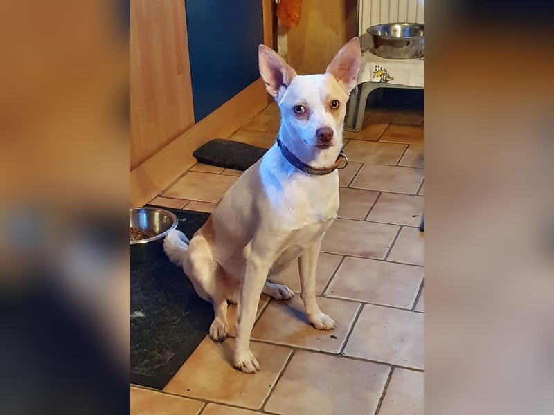 Rubio ein kleiner Schatz sucht ein neues Heim