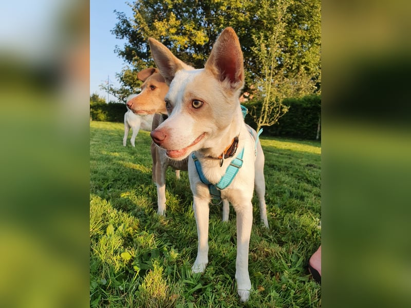 Rubio ein kleiner Schatz sucht ein neues Heim