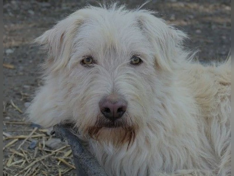 liebevoller Yogi möchte endlich was anderes als Tierheim erleben