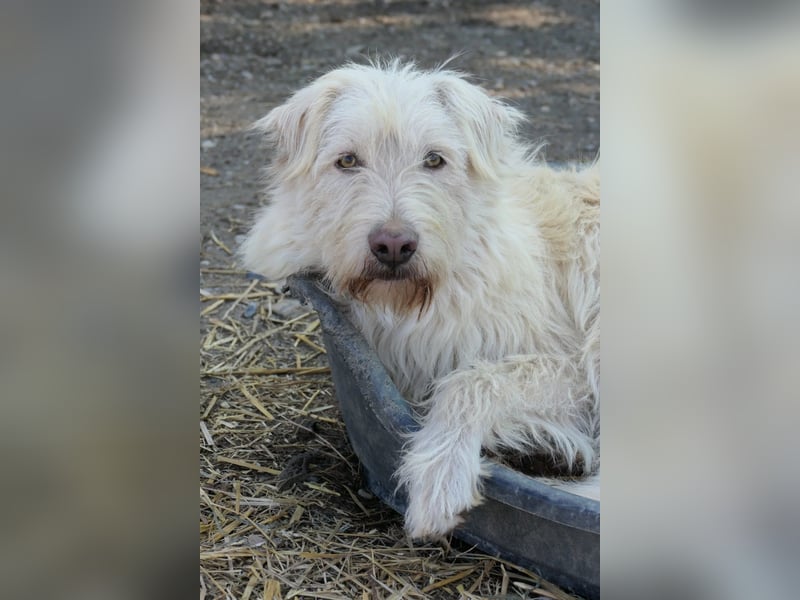 liebevoller Yogi möchte endlich was anderes als Tierheim erleben