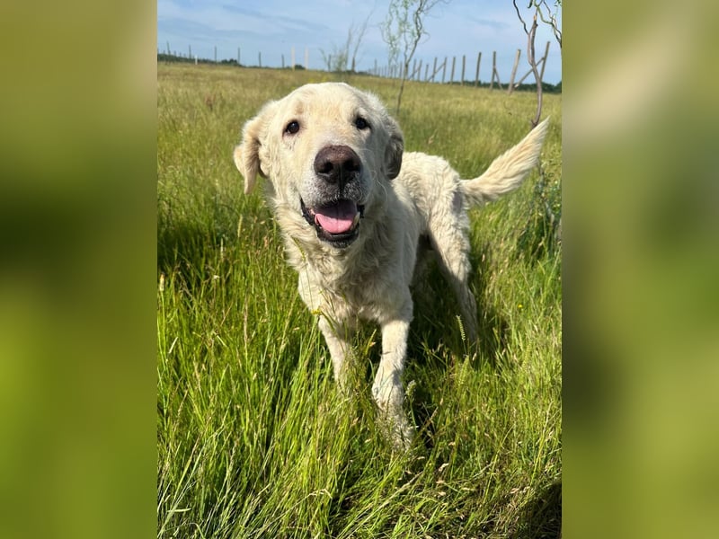 Freddy...einsames Herz sucht seine Familie