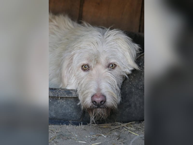 liebevoller Yogi möchte endlich was anderes als Tierheim erleben