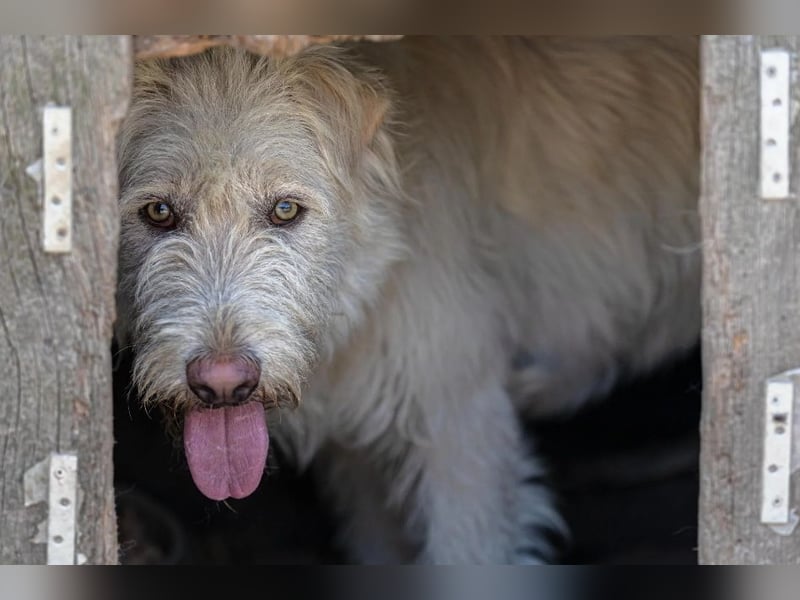 liebevoller Yogi möchte endlich was anderes als Tierheim erleben