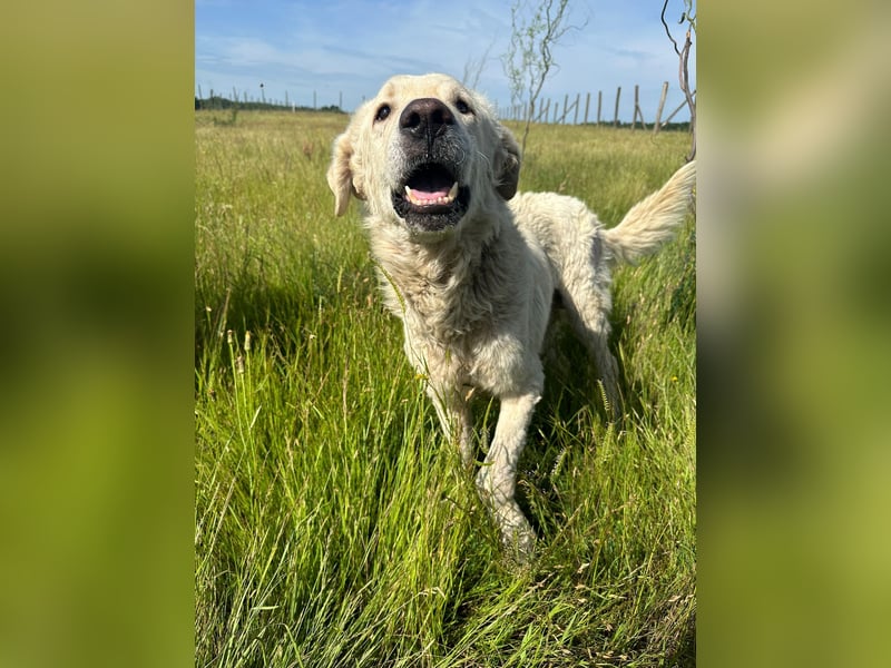 Freddy...einsames Herz sucht seine Familie
