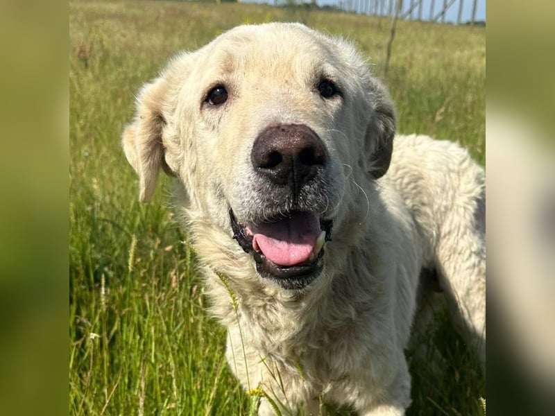 Freddy...einsames Herz sucht seine Familie