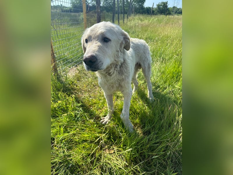 Freddy...einsames Herz sucht seine Familie