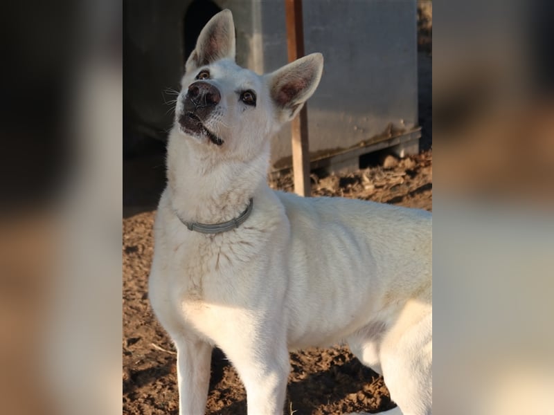 Luuk, geb. ca. 12/2018, lebt in GRIECHENLAND, im städt. Tierheim Serres