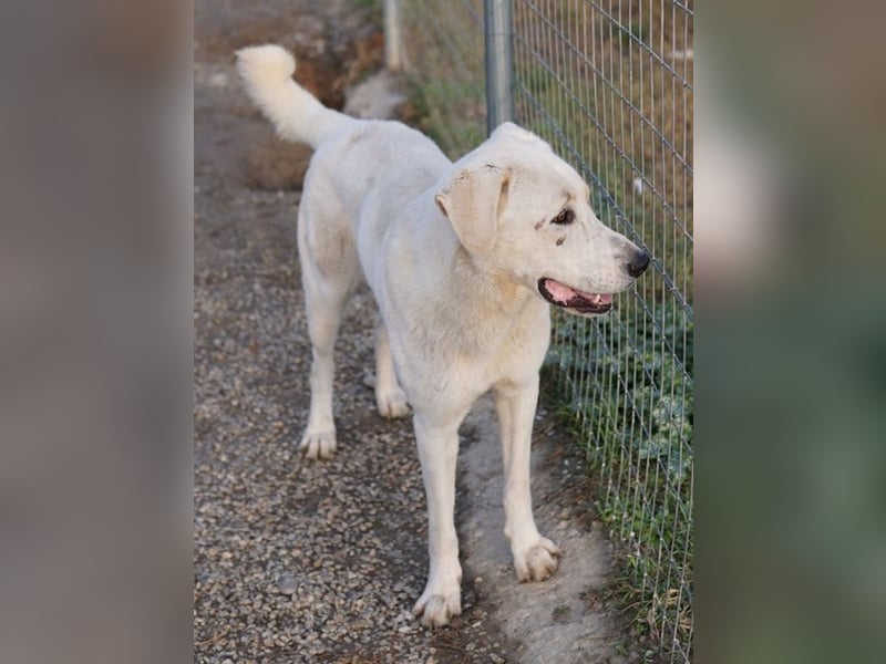 Rasmus, geb. ca. 04/2020, lebt in GRIECHENLAND, im städt. Tierheim Serres