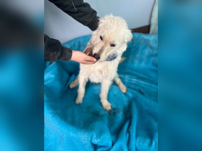 Dante-LM, kleiner Wuschelkopf sucht liebevolles Zuhause