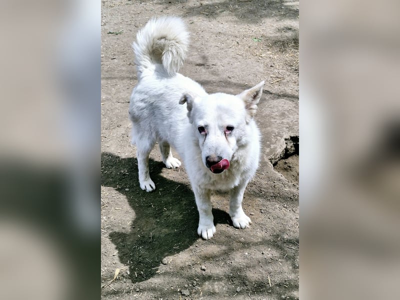 SNOWY - Kleine Schneeflocke wartet schon so lange auf seine Familie